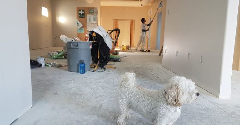 Renovations - Close-up Photography of White Poodle